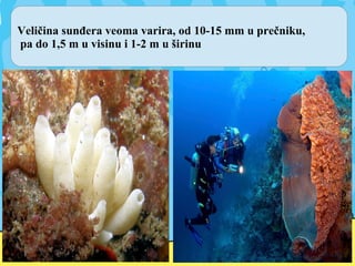 Veličina sunđera veoma varira, od 10-15 mm u prečniku,
pa do 1,5 m u visinu i 1-2 m u širinu
 