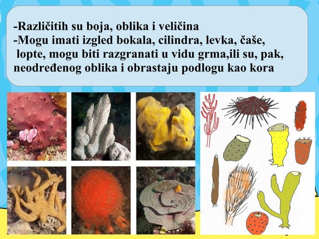 Sunđeri