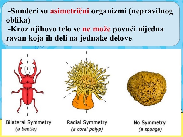 Sunđeri