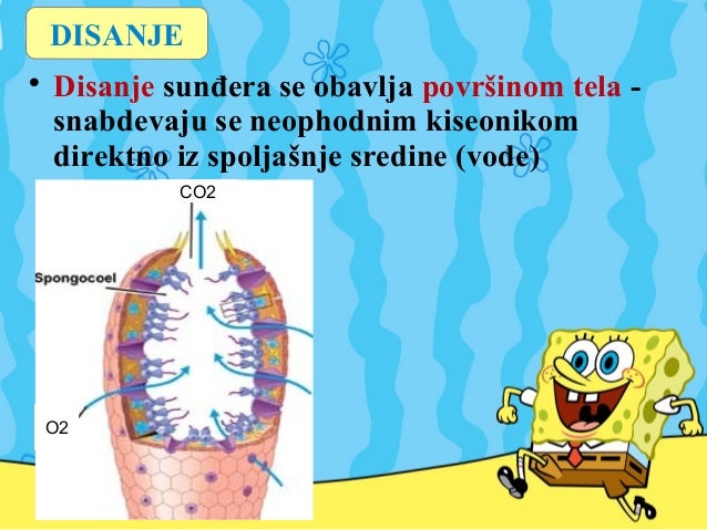 Sunđeri