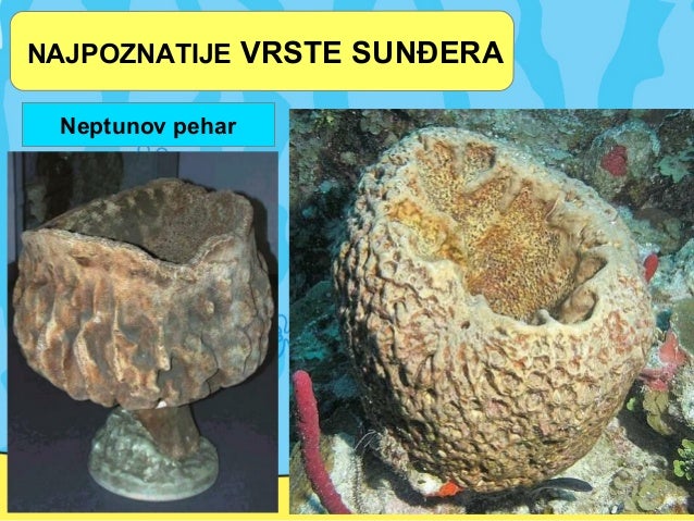 Sunđeri