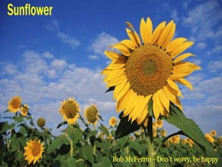 Sunflower Bob McFerrin - Don't worry, be happy 