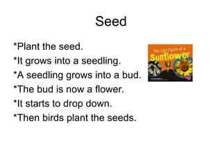 Seed
*Plant the seed.
*It grows into a seedling.
*A seedling grows into a bud.
*The bud is now a flower.
*It starts to drop down.
*Then birds plant the seeds.
 