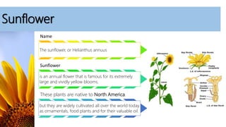 Sunflower
Name
The sunflower, or Helianthus annuus
Sunflower
is an annual flower that is famous for its extremely
large and vividly yellow blooms.
These plants are native to North America.
but they are widely cultivated all over the world today
as ornamentals, food plants and for their valuable oil.
 