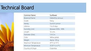 Technical Board
Common Name Sunflower
Botanical Name Helianthus annuus
Grade Fancy
Variety Sunrich Lemon
Lifetime 7 to 8 days
Humidity Limit Between 85% - 90%
Length 55 cms
Diameter (Disk) 5-8 Cm
Color Yellow petals
Weight Aprox. 120 g
Maximum Temperature 41º F or 5º C
Minimum Temperature 35.6º F or 2º C
Country of Origin Colombia
 