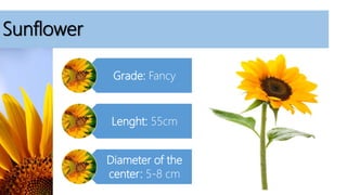 Sunflower
Grade: Fancy
Lenght: 55cm
Diameter of the
center: 5-8 cm
 