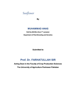 Sunflower
By
MUHAMMAD ANAS
Roll No.250 BSc (Hon) 7th
semester
Department of Plant Breeding and Genetics
Submitted to
Prof. Dr. FARHATULLAH SIR
Acting Dean in the Faculty of Crop Production Sciences
The University of Agriculture Peshawar Pakistan
 