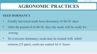 AGRONOMIC PRACTICES
SEED DORMANCY
• Freshly harvested seeds have dormancy of 40-50 days.
• After the period of of 40-50 days the seeds will be ready for
sowing.
• To overcome dormancy, seeds may be treated with ethrel
solution (25 ppm), seeds are soaked for 6 hours.
 