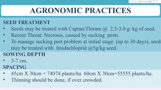 AGRONOMIC PRACTICES
SEED TREATMENT
• Seeds may be treated with Captan/Thiram @ 2.5-3.0 g/ kg of seed.
• Recent Threat: Necrosis, caused by sucking pests
• To manage sucking pest problem at initial stage (up to 30 days), seeds
may be treated with Imidachloprid @5g/kg seed.
SOWING DEPTH
• 3-7 cm.
SPACING
• 45cm X 30cm = 74074 plants/ha 60cm X 30cm=55555 plants/ha.
• Thinning should be done, if over crowded.
 