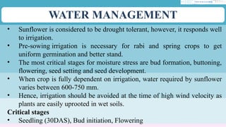 WATER MANAGEMENT
• Sunflower is considered to be drought tolerant, however, it responds well
to irrigation.
• Pre-sowing irrigation is necessary for rabi and spring crops to get
uniform germination and better stand.
• The most critical stages for moisture stress are bud formation, buttoning,
flowering, seed setting and seed development.
• When crop is fully dependent on irrigation, water required by sunflower
varies between 600-750 mm.
• Hence, irrigation should be avoided at the time of high wind velocity as
plants are easily uprooted in wet soils.
Critical stages
• Seedling (30DAS), Bud initiation, Flowering
 
