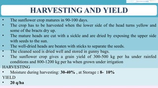 HARVESTING AND YIELD
• The sunflower crop matures in 90-100 days.
• The crop has to be harvested when the lower side of the head turns yellow and
some of the bracts dry up.
• The mature heads are cut with a sickle and are dried by exposing the upper side
with seeds to the sun.
• The well-dried heads are beaten with sticks to separate the seeds.
• The cleaned seed is dried well and stored in gunny bags.
• The sunflower crop gives a grain yield of 300-500 kg per ha under rainfed
conditions and 800-1200 kg per ha when grown under irrigation
HARVESTING
• Moisture during harvesting: 30-40% , at Storage : 8- 10%
YIELD
• 20 q/ha
 