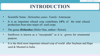 INTRODUCTION
• Scientific Name : Helianthus annus Family: Asteraceae
• It is an important oilseed crop contributes 14% of the total oilseed
production from nine major oil seed crops.
• The genus Helianthus (Helio=Sun, anthus= flower).
• Sunflower is known as a “suryajmuki” as it is grown for ornamental
purpose.
• It is the third most important oilseed crop of world after Soybean and Rape
seed & Mustard in India .
 