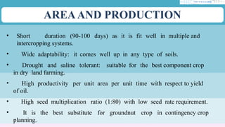 AREAAND PRODUCTION
• Short duration (90-100 days) as it is fit well in multiple and
intercropping systems.
• Wide adaptability: it comes well up in any type of soils.
• Drought and saline tolerant: suitable for the best component crop
in dry land farming.
• High productivity per unit area per unit time with respect to yield
of oil.
• High seed multiplication ratio (1:80) with low seed rate requirement.
• It is the best substitute for groundnut crop in contingency crop
planning.
 