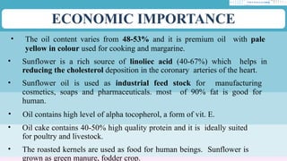 ECONOMIC IMPORTANCE
• The oil content varies from 48-53% and it is premium oil with pale
yellow in colour used for cooking and margarine.
• Sunflower is a rich source of linoliec acid (40-67%) which helps in
reducing the cholesterol deposition in the coronary arteries of the heart.
• Sunflower oil is used as industrial feed stock for manufacturing
cosmetics, soaps and pharmaceuticals. most of 90% fat is good for
human.
• Oil contains high level of alpha tocopherol, a form of vit. E.
• Oil cake contains 40-50% high quality protein and it is ideally suited
for poultry and livestock.
• The roasted kernels are used as food for human beings. Sunflower is
grown as green manure, fodder crop.
 