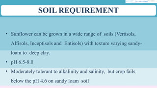 SOIL REQUIREMENT
• Sunflower can be grown in a wide range of soils (Vertisols,
Alfisols, Inceptisols and Entisols) with texture varying sandy-
loam to deep clay.
• pH 6.5-8.0
• Moderately tolerant to alkalinity and salinity, but crop fails
below the pH 4.6 on sandy loam soil
 