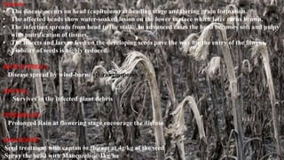 Symptoms
• The disease occurs on head (capitulum) at heading stage and during grain formation.
• The affected heads show water-soaked lesion on the lower surface which later turns brown.
• The infection spreads from head to the stalk. In advanced cases the head becomes soft and pulpy
with putrification of tissues.
• The insects and larvae feed on the developing seeds pave the way for the entry of the fungus.
Viability of seeds is highly reduced.
MODEOF SPREAD:
Disease spread by wind-borne sporangiospores.
SURVIVAL:
Survives in the infected plant debris
EPIDEMIOLOGY:
Prolonged Rain at flowering stage encourage the disease
MANAGEMENT:
Seed treatment with captan or thiram at 4g/kg of the seed
Spray the head with Mancozeb @ 1kg/ha
 