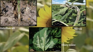 Verticilliumwilt Necrosis
Downy mildew
 