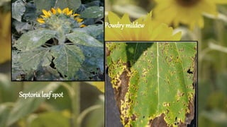 Powdry mildew
Septoria leaf spot
 