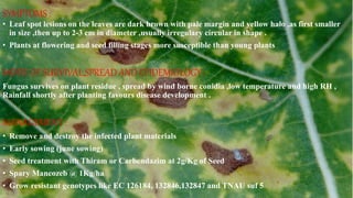 symptoms :
• Leaf spot lesions on the leaves are dark brown with pale margin and yellow halo ,as first smaller
in size ,then up to 2-3 cm in diameter ,usually irregulary circular in shape .
• Plants at flowering and seed filling stages more susceptible than young plants
MODE OF SURVIVAL,SPREAD AND EPIDEMIOLOGY :
Fungus survives on plant residue , spread by wind borne conidia ,low temperature and high RH ,
Rainfall shortly after planting favours disease development .
MANAGEMENT :
• Remove and destroy the infected plant materials
• Early sowing (june sowing)
• Seed treatment with Thiram or Carbendazim at 2g/Kg of Seed
• Spary Mancozeb @ 1Kg/ha
• Grow resistant genotypes like EC 126184, 132846,132847 and TNAU suf 5
SYMPTOMS :
 