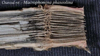 Charcoal rot – Macrophomina phaseolina
 