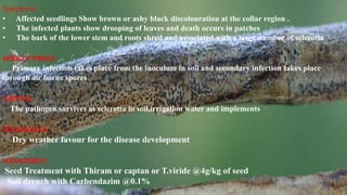 Symptoms :
• Affected seedlings Show brown or ashy black discolouration at the collar region .
• The infected plants show drooping of leaves and death occurs in patches
• The bark of the lower stem and roots shred and associated with a large number of sclerotia
MODEOF SPREAD:
Primary infection takes place from the inoculum in soil and secondary infection takes place
through air borne spores
SURVIVAL:
The pathogen survives as sclerotia in soil,irrigation water and implements
EPIDEMIOLOGY:
Dry weather favour for the disease development
MANAGEMENT:
Seed Treatment with Thiram or captan or T.viride @4g/kg of seed
Soil drench with Carbendazim @0.1%
 