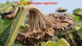 Head rot - Rhizopus nigricans
 