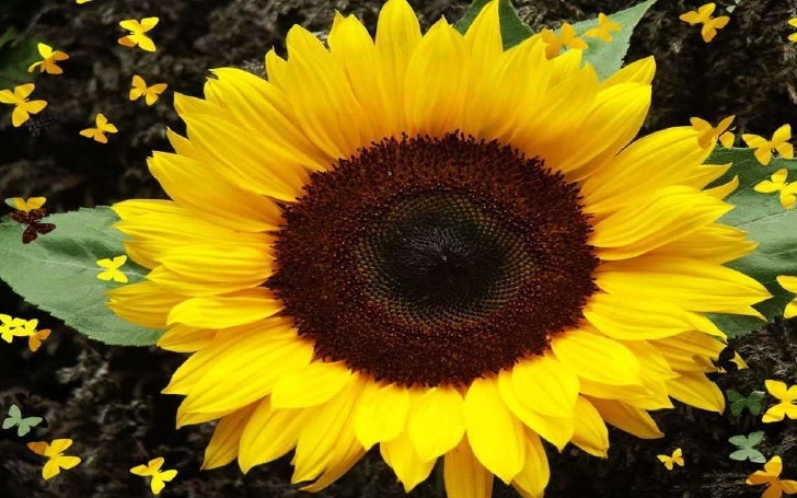 Sunflower Good Morning