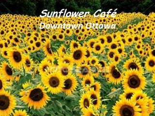Sunflower CaféDowntown Ottawa 