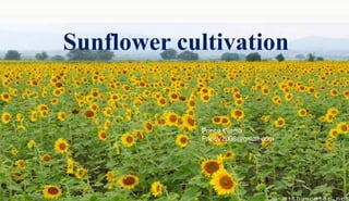 Sunflower cultivation

Prince Verma
PrincV2008@gmail.com

 