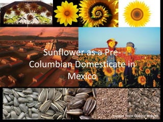 Sunflower as a Pre-
Columbian Domesticate in
Mexico
Images from Google Images
 