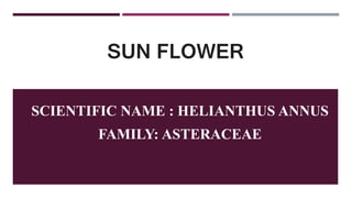 SUN FLOWER
SCIENTIFIC NAME : HELIANTHUS ANNUS
FAMILY: ASTERACEAE
 