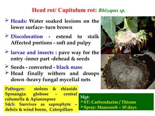 sun flower fungusssssssssssssssssssss.ppt
