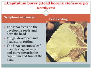 Larva feeding in seed Caterpillar bore into head
1.Capitulum borer (Head borer): Helicoverpa
armigera
 