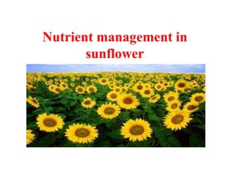 Nutrient management in
sunflower
 