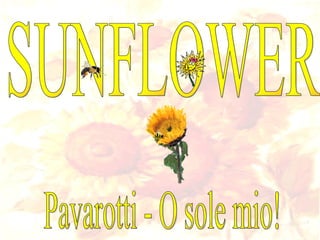 SUNFLOWER Pavarotti - O sole mio! 