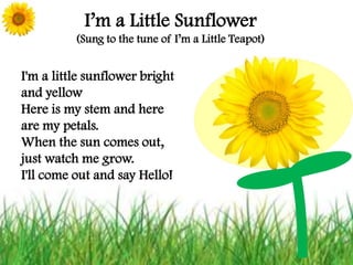 I’m a Little Sunflower (Sung to the tune of I’m a Little Teapot) I'm a little sunflower bright and yellowHere is my stem and here are my petals.When the sun comes out, just watch me grow. I'll come out and say Hello! 