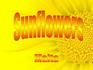 Sunflowers Malta 