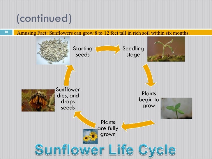 where do sunflowers grow