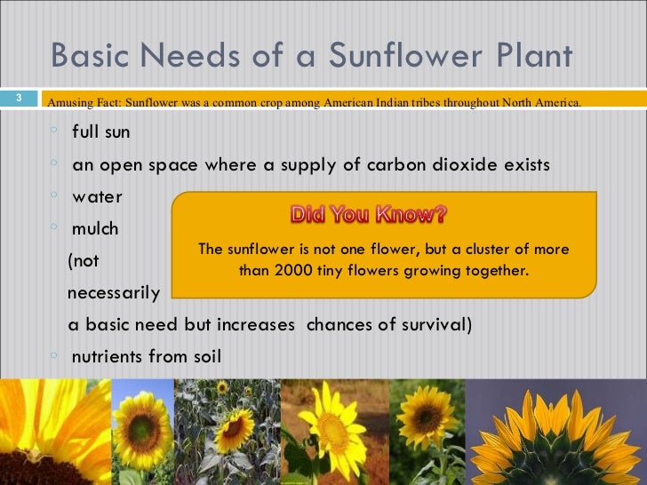 where do sunflowers grow