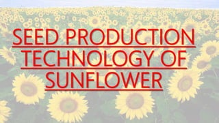 SEED PRODUCTION
TECHNOLOGY OF
SUNFLOWER
 