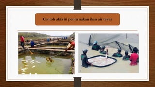 Contoh aktiviti penternakan ikan air tawar
 