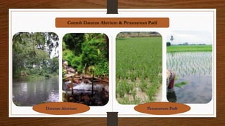 Contoh Dataran Aluvium & Penanaman Padi
Dataran Aluvium Penanaman Padi
 