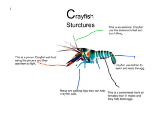 c
¸


                                              Crayfish
                                              Sturctures                       This is an antenna. Crayfish
                                                                               use the antenna to feel and
                                                                               touch thing.




    This is a pincer. Crayfish eat food
    using the pincers and they
    use them to fight.
                                                                                    crayfish use tail fan to
                                                                                    swim and warp the egg.




                                          These are walking legs they can help
                                          crayfish walk.                       This is a swimmeret more on
                                                                               females than in males and
                                                                               they help hold eggs.
 