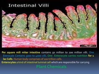 Per square mili miter intestine contains 50 million to 200 million villi. One
Eterocyte Contains 3000 to 4000 villi. One Enterocyte carries nutrition for 1
lac Cells. Human body comprises of 100 trillion cells.
Enterocytes a kind of intestinal luminal cell which are responsible for carrying
Plant Chemicals
 
