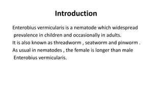 Introduction
Enterobius vermicularis is a nematode which widespread
prevalence in children and occasionally in adults.
It is also known as threadworm , seatworm and pinworm .
As usual in nematodes , the female is longer than male
Enterobius vermicularis.
 