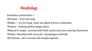 Morphology
Enterobius vermicularis –
Female : 9-12 mm long
Male :- 3-5 mm long ; both are about 0.5mm in diameter.
Colour : Striking whitish beige colour
Round in shape , covered with thick cuticle and sow crawling movement.
Head : Rounded with muscular oesophagus and bulb.
In female , tail is narrow and sharply tapered.
 