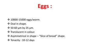 Eggs :
 10000-15000 eggs/worm.
 Oval in shape.
 50-60 μm by 25 μm.
 Translucent in colour.
 Asymmetrical in shape – “Slice of bread” shape.
 Tenacity : 10-12 days
 