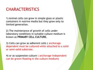 CHARACTERISTICS
1) Animal cells can grow in simple glass or plastic
containers in nutrive media but they grow only to
limited generation.
2) The maintenance of growth of cells under
laboratory conditions in suitable culture medium is
known as PRIMARY CELL CULTURE.
3) Cells can grow as adherent cells ( anchorage
dependent must be cultured while attached to a solid
or semi-solid substrate.
4) or as suspension culture ( anchorage independent
can be grown floating in the culture medium)
 