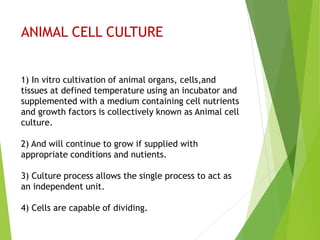 ANIMAL CELL CULTURE
1) In vitro cultivation of animal organs, cells,and
tissues at defined temperature using an incubator and
supplemented with a medium containing cell nutrients
and growth factors is collectively known as Animal cell
culture.
2) And will continue to grow if supplied with
appropriate conditions and nutients.
3) Culture process allows the single process to act as
an independent unit.
4) Cells are capable of dividing.
 