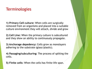 Terminologies
1) Primary Cell culture: When cells are surgically
removed from an organisms and placed into a suitable
culture environment they will attach, divide and grow
2) Cell Line: When the primary culture is subcultured
and they show an ability to continuously propagate.
3) Anchorage depedency: Cells grow as monolayers
adhering to the substrate (glass/plastic).
4) Passaging/subculturing: The process of spliting the
cells.
5) Finite cells: When the cells has finite life span.
 